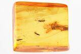 Fossil Leafhopper, Biting Midge, Fungus Gnat & Wasp in Baltic Amber #325488-1